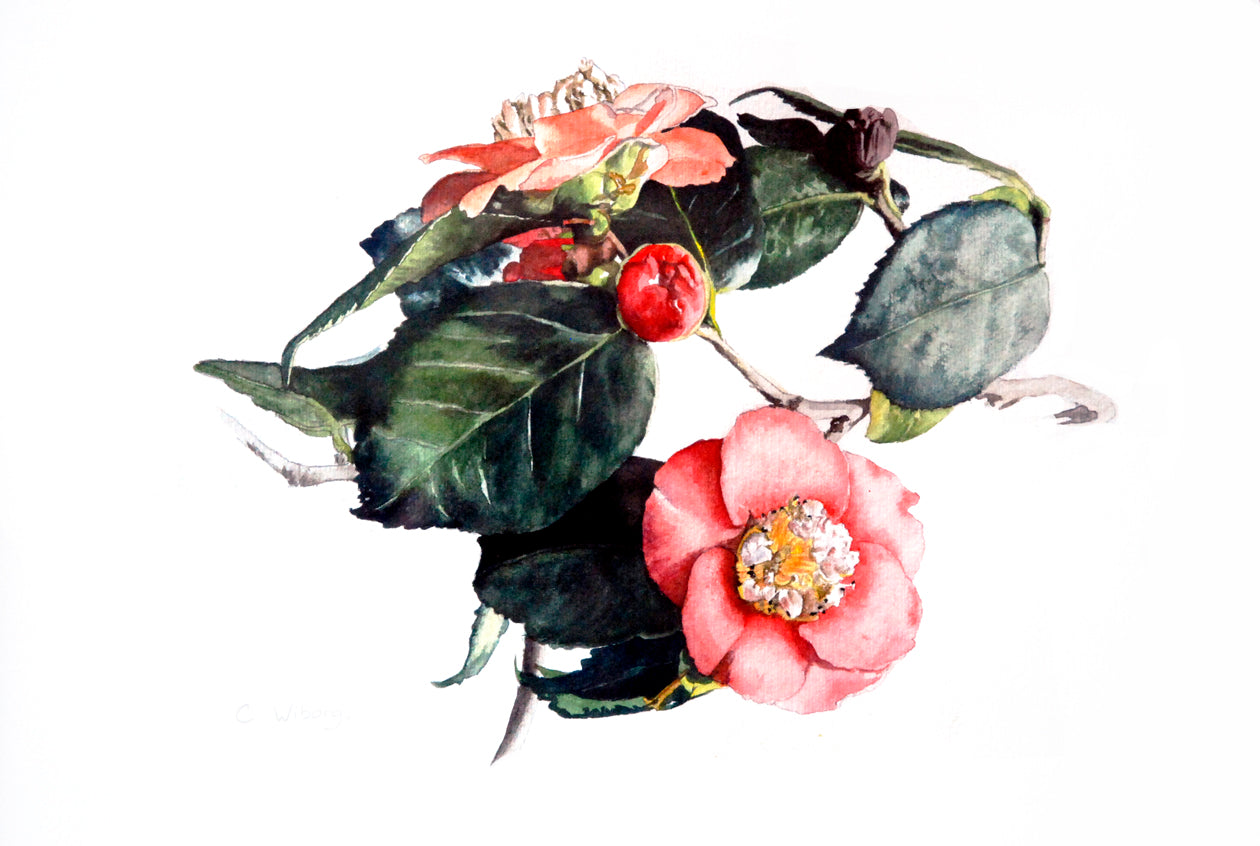Camelia