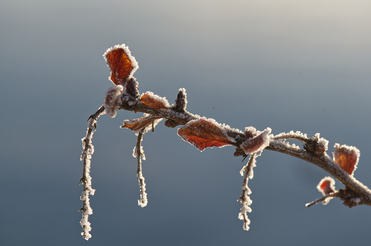 Frost 1: Gren med blad