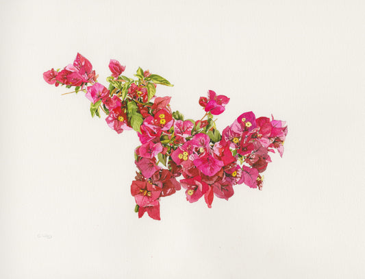 Bougainvillea