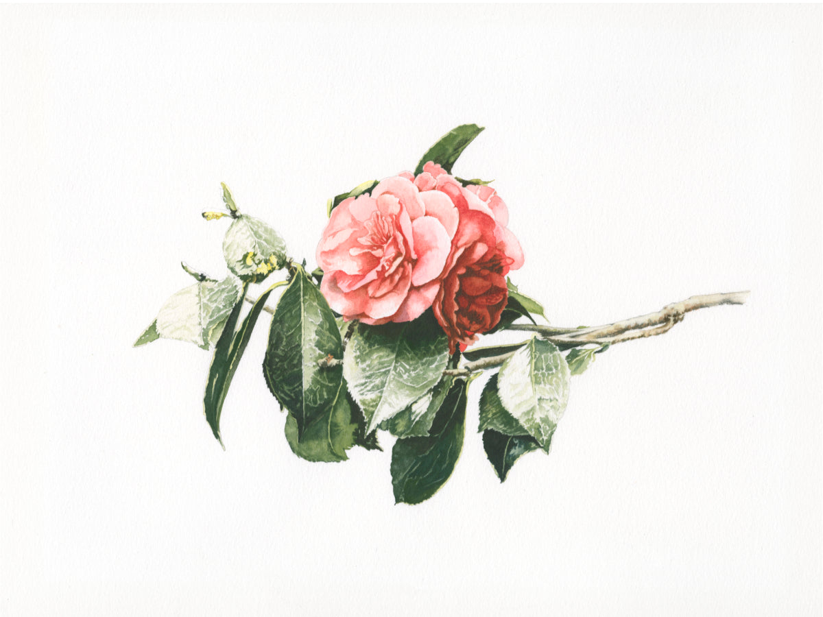Camelia