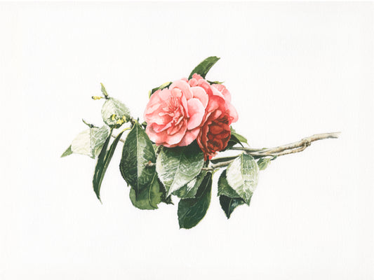 Camelia