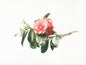 Camelia
