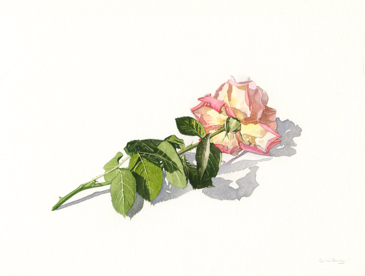 Rosegren